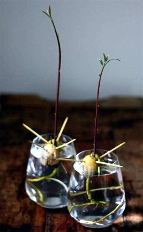 Avocado plant – how can you grow an avocado sapling | Interior Design Ideas | AVSO.ORG