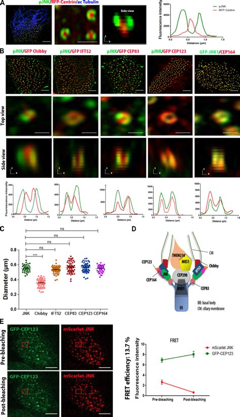 Super Resolution Imaging Combined With Intermolecular Fret Reveals That