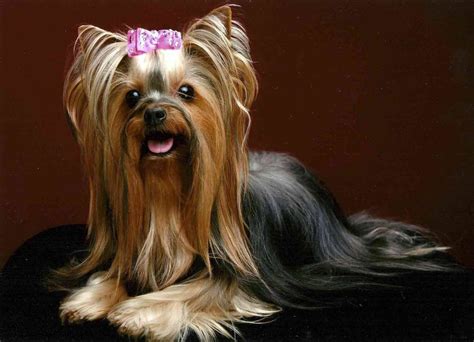Types Of Haircuts For Yorkies At Franklin Como Blog