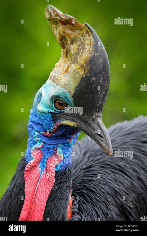 Detail Portrait Southern Cassowary Casuarius Casuarius Known As Double Wattled Cassowary