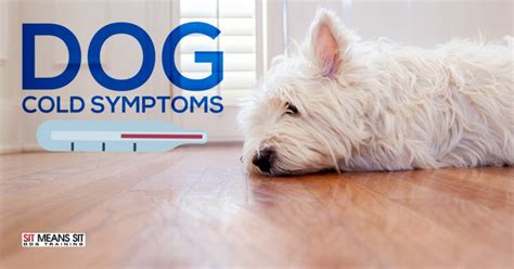 Tips to Soothe Dogs Cold Symptoms | Sit Means Sit South West Las Vegas