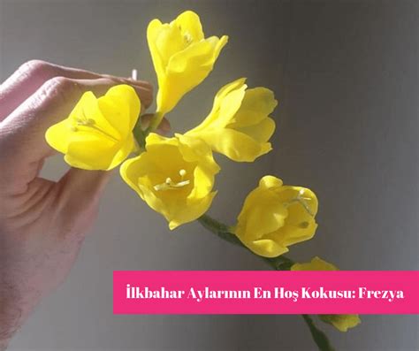 Baharın Müjdecisi: Frezya Çiçeği - Osevio Blog