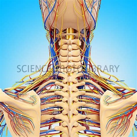 Detailed Circulatory System On Skeleton Upper Body Anatomy Artwork