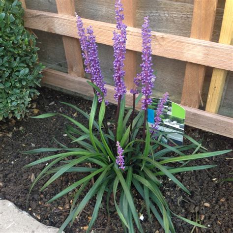 Liriope Muscari Moneymaker Lilyturf Moneymaker In Gardentags Plant