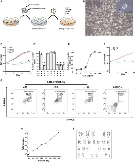 Expanding Homogeneous Culture Of Human Primordial Germ Cell Like Cells