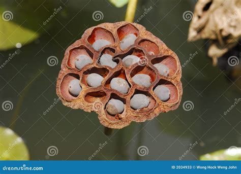 Dried lotus seeds stock image. Image of lotus, fruit, gardens - 2034933