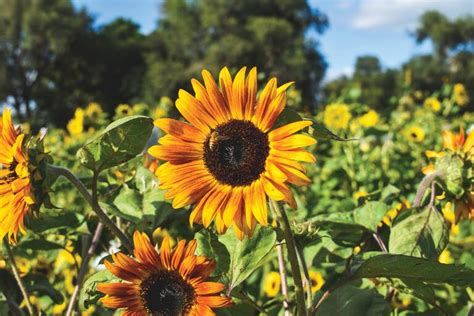 Cómo cultivar girasoles en tu jardín LA NACION