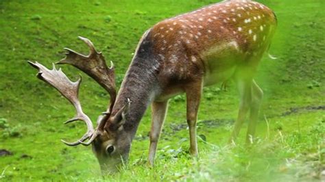 Dappled Deer Sika Deer Antlers Eats Stock Footage Video (100% Royalty ...