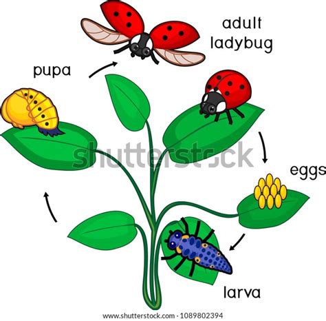 Life Cycle Ladybug Sequence Stages Development Stock Vector Royalty