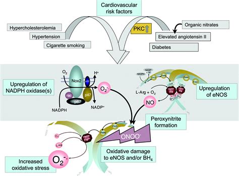 Endothelial Nitric Oxide Synthase In Vascular Disease Circulation