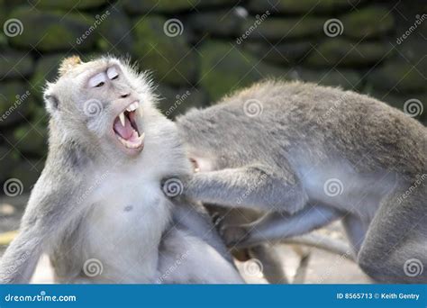 Monkeys Fighting Stock Photos - Image: 8565713