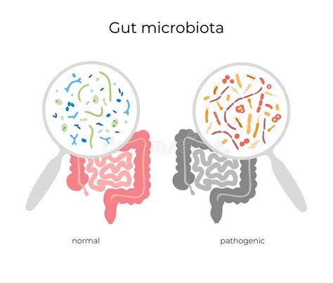 Human Gut Microbiota Stock Illustrations Human Gut Microbiota