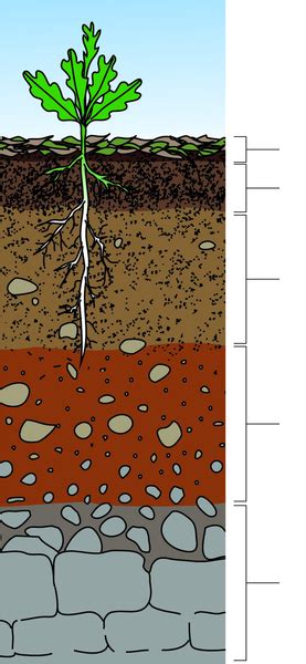 Soil Layers Diagram Quizlet