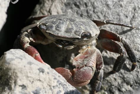 California Striped Shore Crab Pachygrapsus Crassipes Flickr