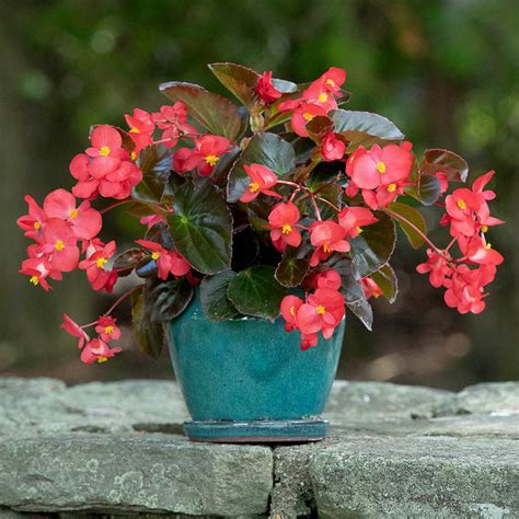 Red Begonias Leaf