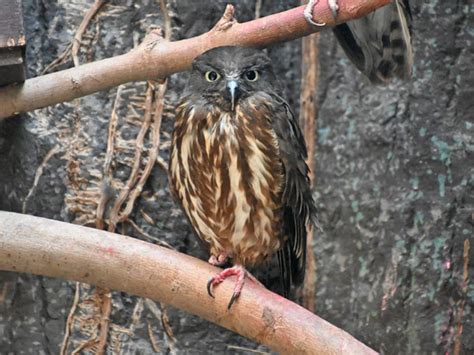 Ninox Japonica Japonica Northern Boobook Hawk Owl In Ueno Zoological