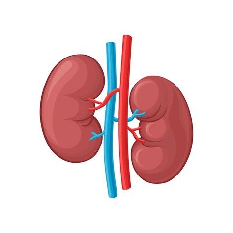Abbildung Der Linken Und Rechten Niere Inneres Organ Des Menschen
