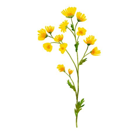 Yellow Wild Flowers Watercolor Png