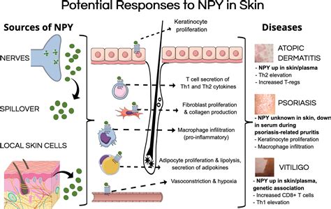 Frontiers Current Insights Into The Role Of Neuropeptide Y In Skin