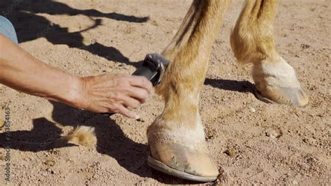 Trimming excess hair from a horse's fetlock in preparation of a horse ...