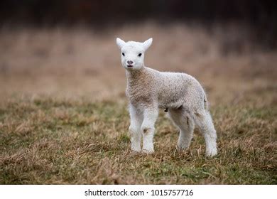 Sheep Goat Hybrid: Over 60 Royalty-Free Licensable Stock Photos ...