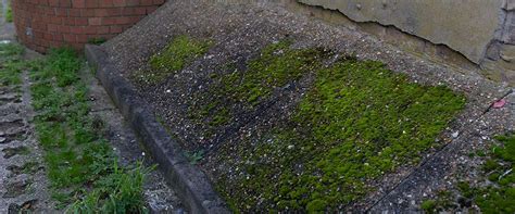 How To Remove Moss From Concrete Quick And Easy Methods