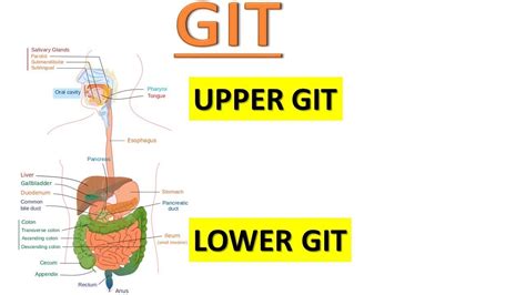 Upper Gastrointestinal Tract Diagram