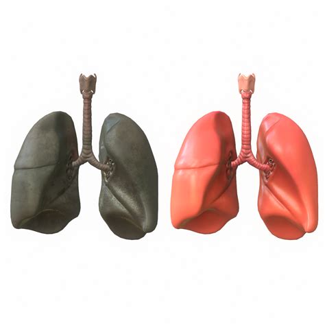 Non Smoker Lungs Vs Smoker