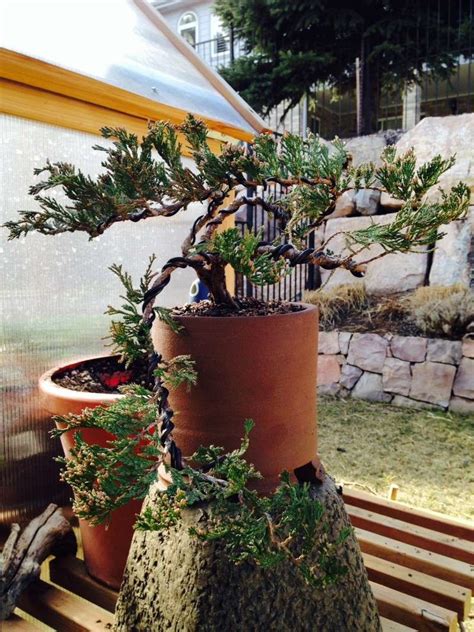 Juniper Cascade Bonsai