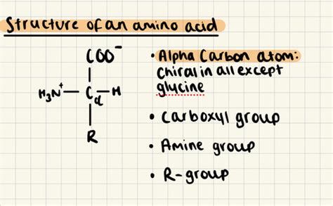 Amino Acids And Proteins Flashcards Quizlet