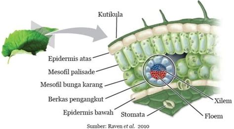 Fungsi Jaringan Pengangkut Pada Daun Homecare24