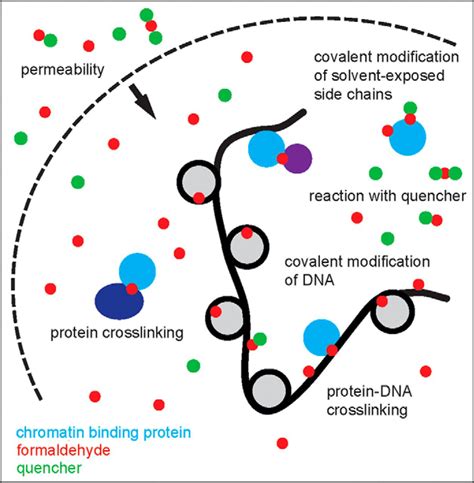 Formaldehyde Crosslinking A Tool For The Study Of Chromatin Complexes