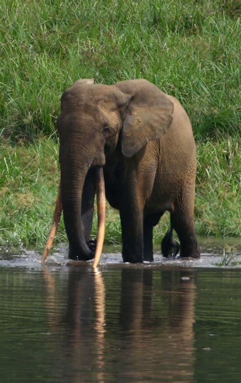 National Action Plan For Elephants Adopted In The Republic Of Congo By Emma Silva Elephant