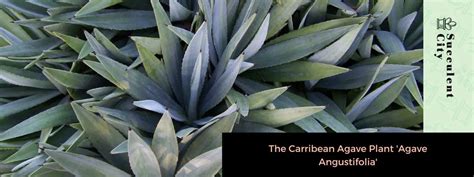 La increíble planta de agave caribeño que cambiará tu jardín para