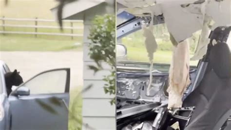 Un ours se glisse dans une voiture il reste coincé toute la nuit Vidéo