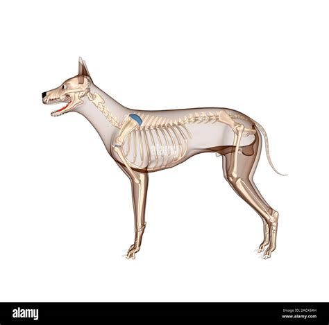 Anatomía del perro Equipo ilustración mostrando el esqueleto de un