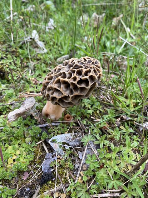 White Morel From Sr W Redmond Wa Us On April At Pm