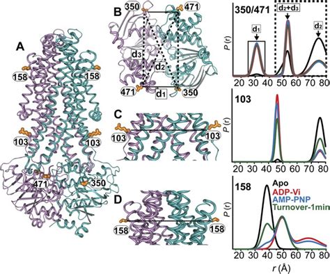 Conformational Dynamics Of The Nucleotide Binding Domains And The Power