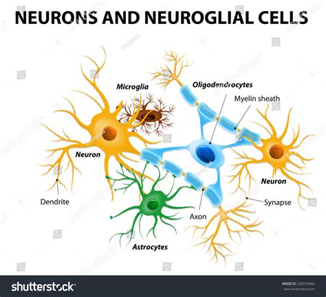 Neuroglial Cell Diagram