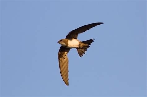 Gli Uccelli Dormono In Volo Focus It