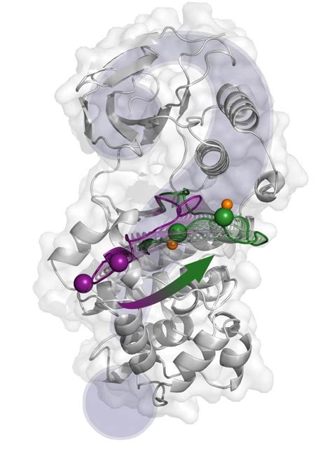 P38 Activation Mechanism IMAGE EurekAlert Science News Releases