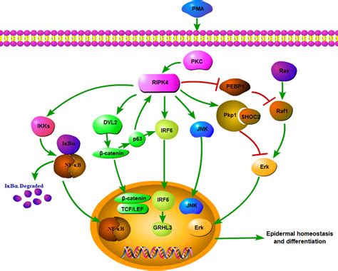 Frontiers Insight Into The Function Of Ripk4 In Keratinocyte Differentiation And Carcinogenesis