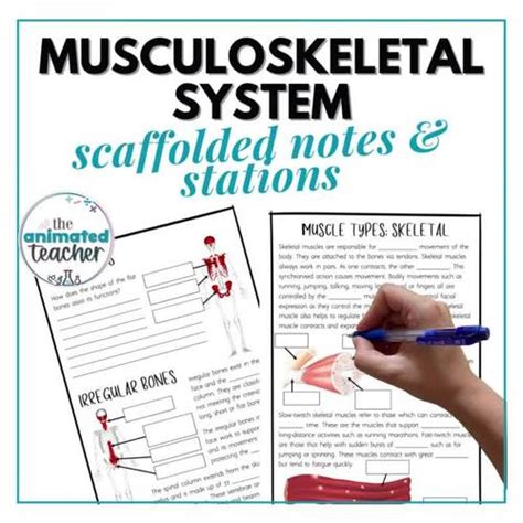 The Musculoskeletal System Worksheets Diagram Labelling And Stations