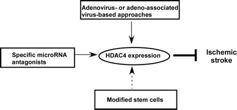 Potential Of HDAC4 Based Therapy For Ischemic Stroke Adenovirus Or