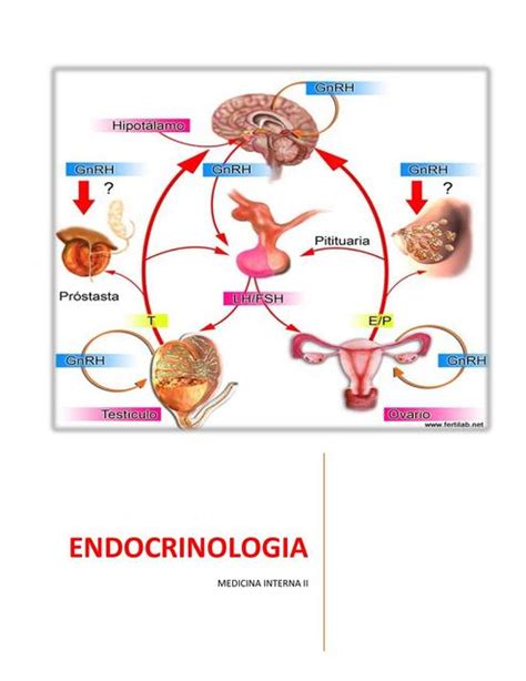 Unidad De Endocrinolog A Arriaran Jhoselin Udocz