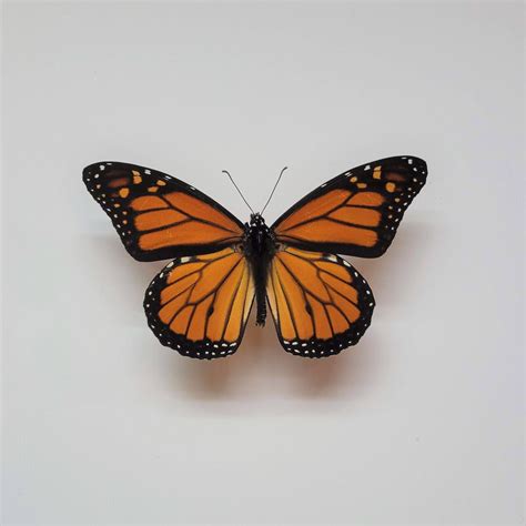 Real Monarch Butterfly Specimen American Monarch Specimen Danaus