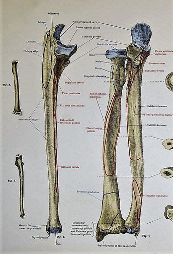 Anatomy Of Radius And Ulna - Anatomical Charts & Posters