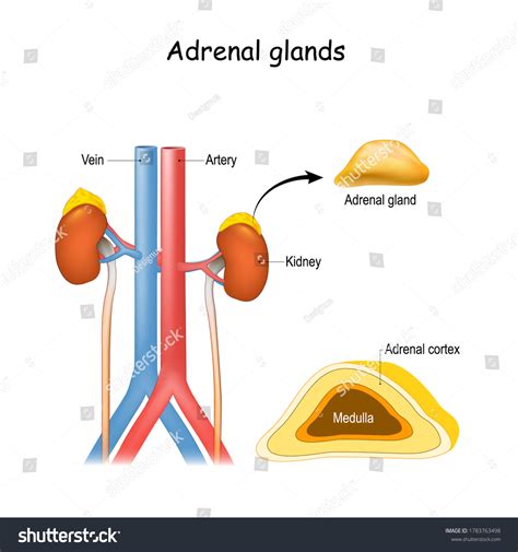 Im Genes De Suprarenal Im Genes Fotos Y Vectores De Stock