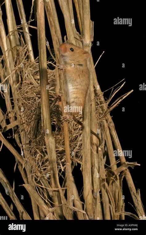 Harvest Mouse Nest Hi Res Stock Photography And Images Alamy