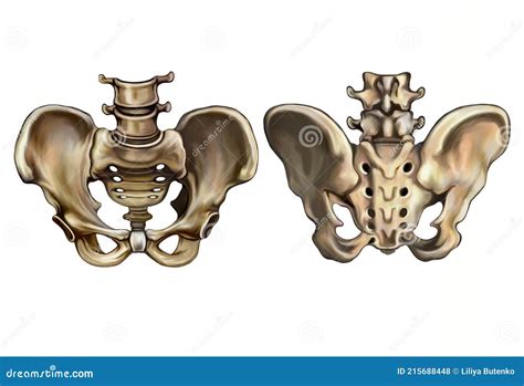 Huesos De La Pelvis Os Coxae Stock de ilustración Ilustración de